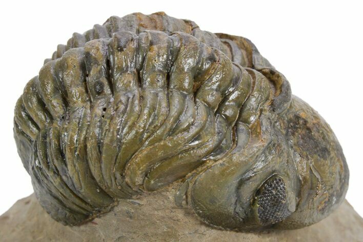 Curled Reedops Trilobite - Atchana, Morocco #359495